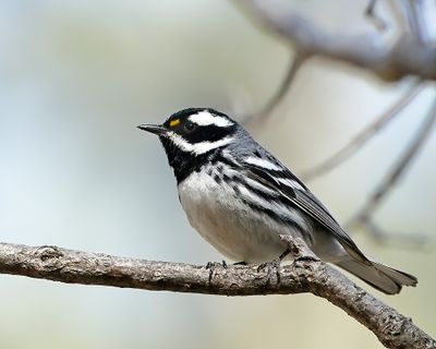 Black-throated Gray Warbler