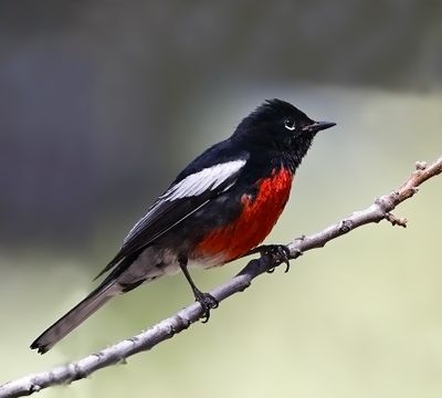 Painted Redstart