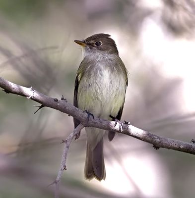 Alder Flycatcher