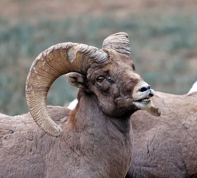 Bighorn Sheep