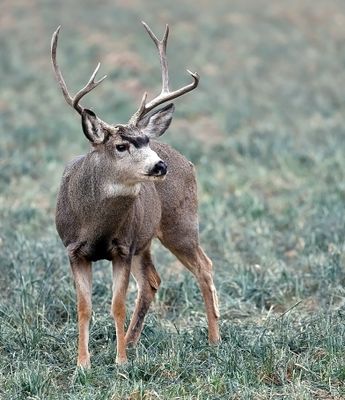 Mule Deer