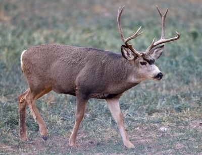 Mule Deer