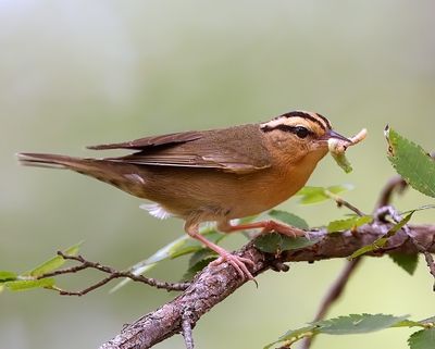 Worm-eating Warbler