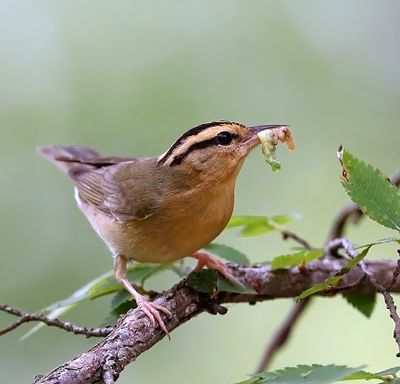 Worm-eating Warbler