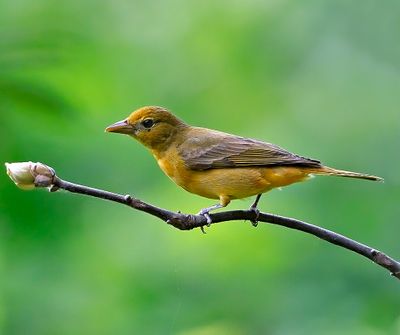 Summer Tanager