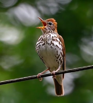 Wood Thrush