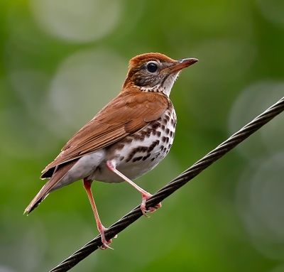 Wood Thrush