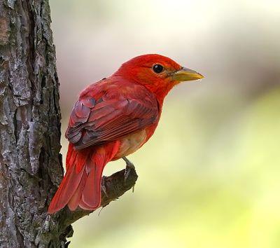 Summer Tanager