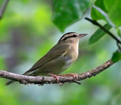 Worm-eating Warbler