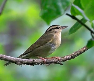 Worm-eating Warbler