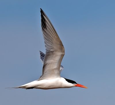 Elegant Tern