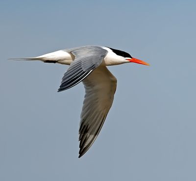 Elegant Tern