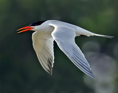 Elegant Tern