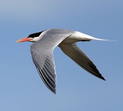 Elegant Tern