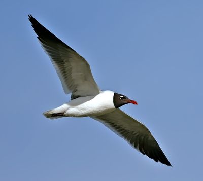 Laughing Gull