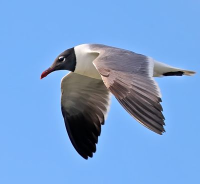 Laughing Gull