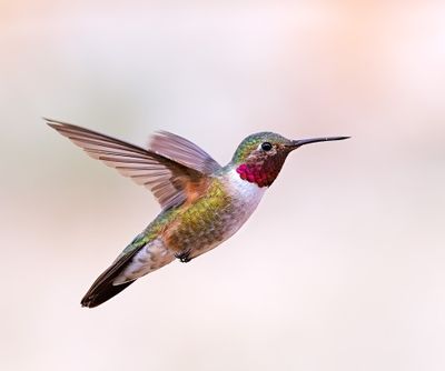 Broad-tailed Hummingbird