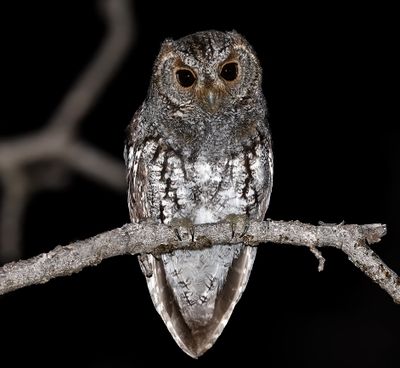 Flammulated Owl