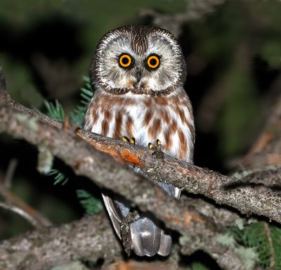 Northern Saw-whet Owl