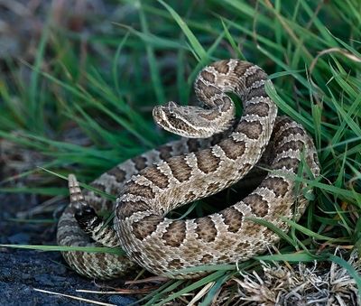 Prairie Rattlesnake
