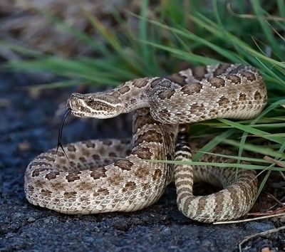 Prairie Rattlesnake