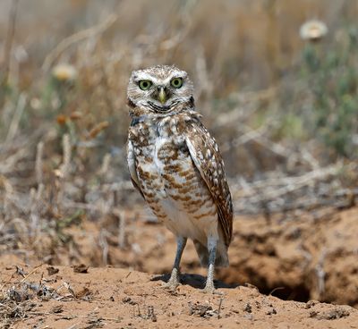 Burrowing Owl