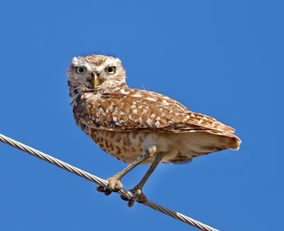 Burrowing Owl
