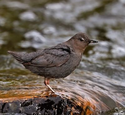 American Dipper