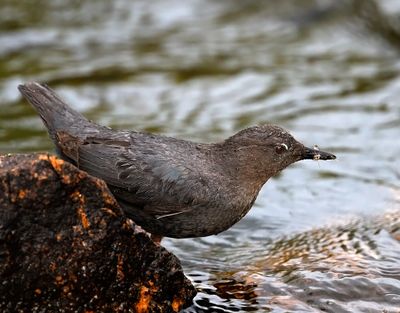 American Dipper
