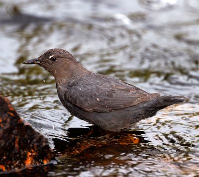 American Dipper