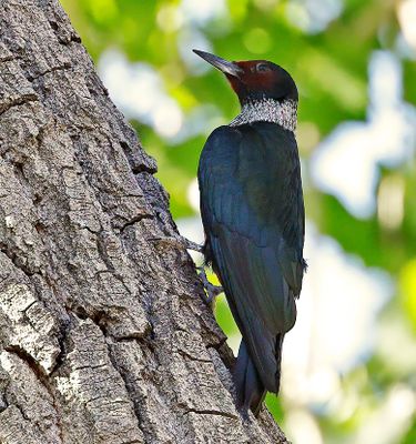 Lewis's Woodpecker