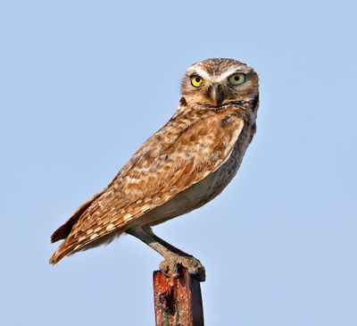 Burrowing Owl 