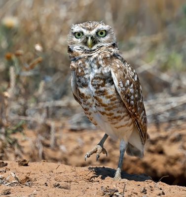 Burrowing Owl 