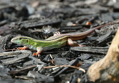 Six-lined Racerunner 