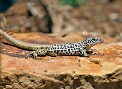 Checkered Whiptail 