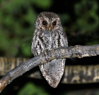 Flammulated Owl 
