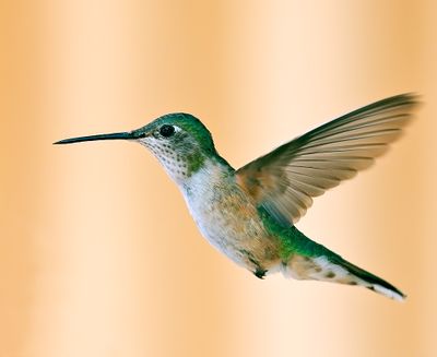 Hummingbirds