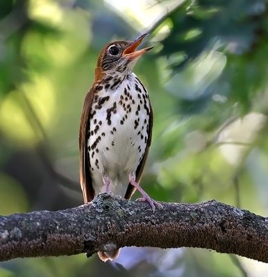 Wood Thrush