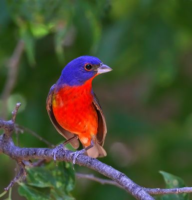 Painted Bunting