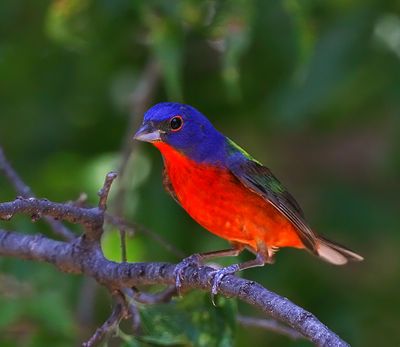 Painted Bunting
