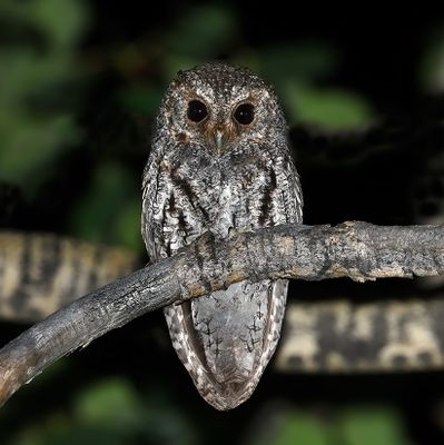 Flammulated Owl 