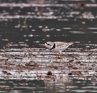 Piping Plover 