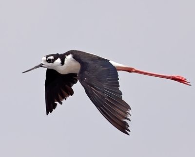 Black-necked Stilt