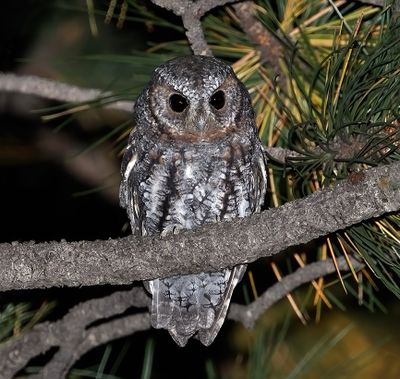 Flammulated Owl