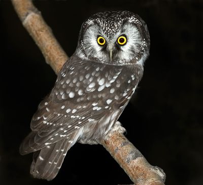 Owls 