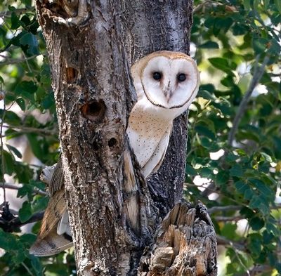 American Barn Owl