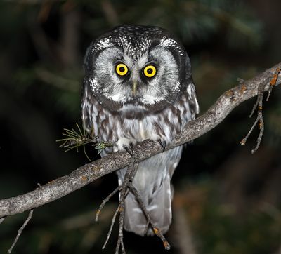 Boreal Owl 