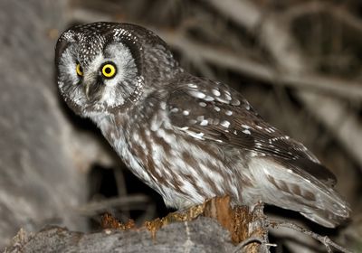 Boreal Owl 