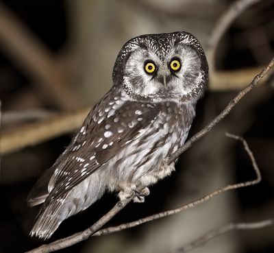 Boreal Owl