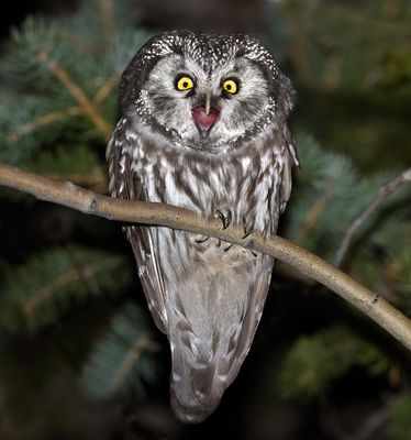 Boreal Owl 